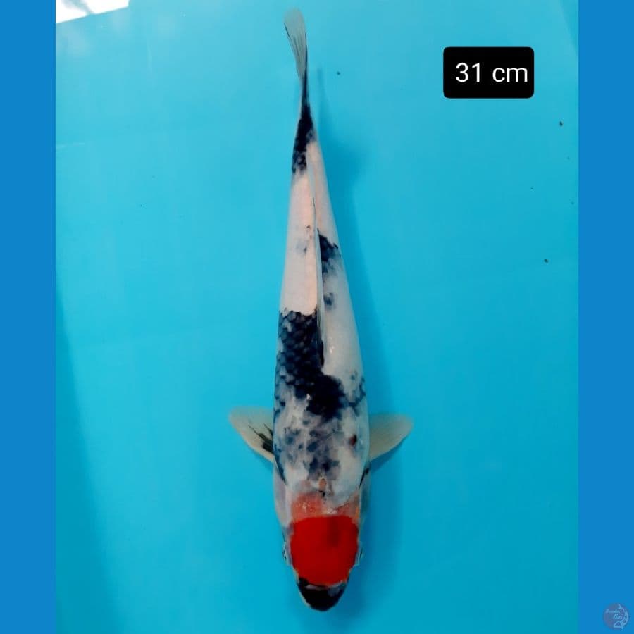 Bahan keeping 31 cm
