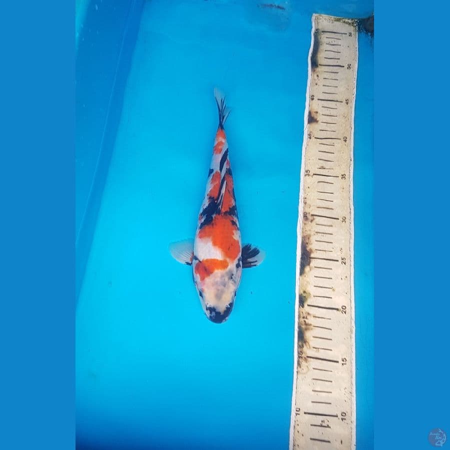 showa 27cm