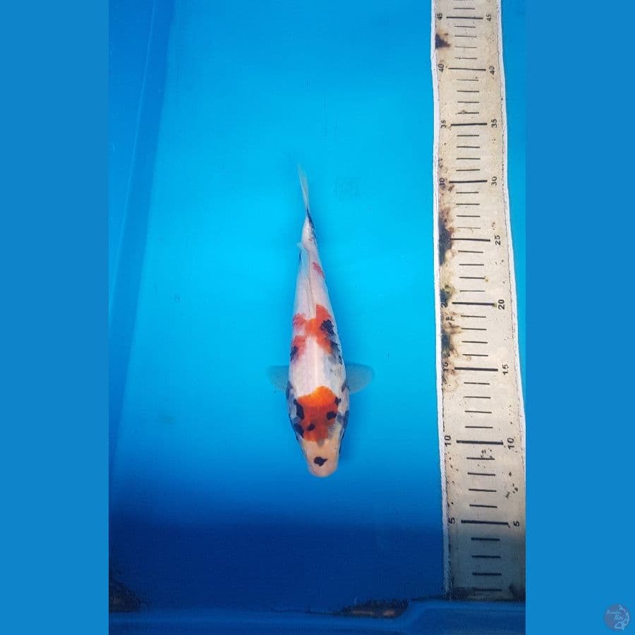 showa 24cm