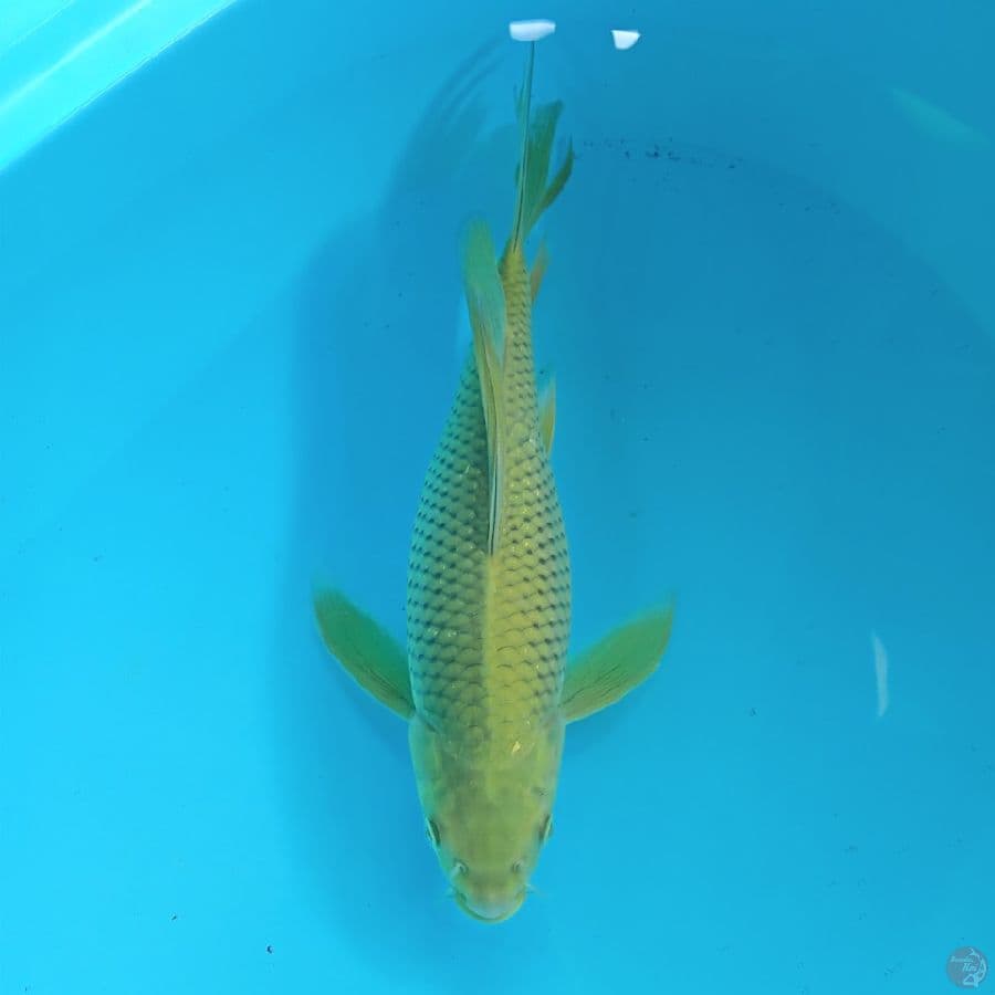 Midori Kumpay