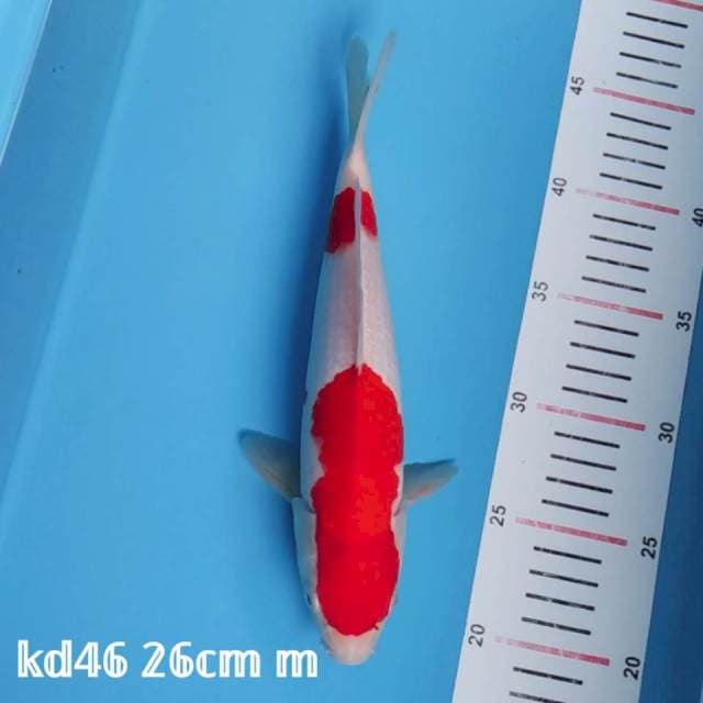 kohaku 2 step