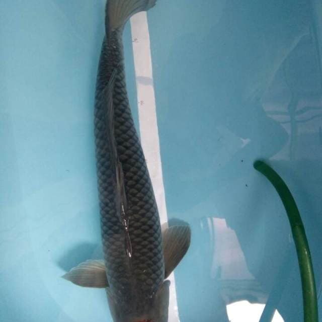 Tancho ochiba 63cm