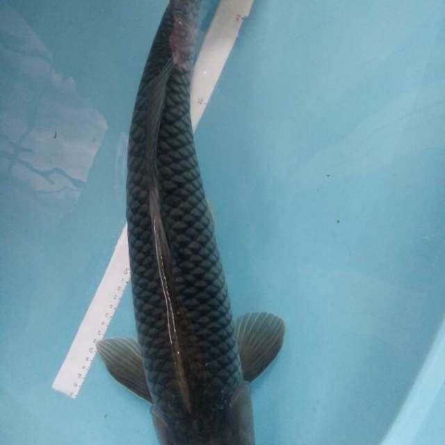Tancho ochiba 63cm