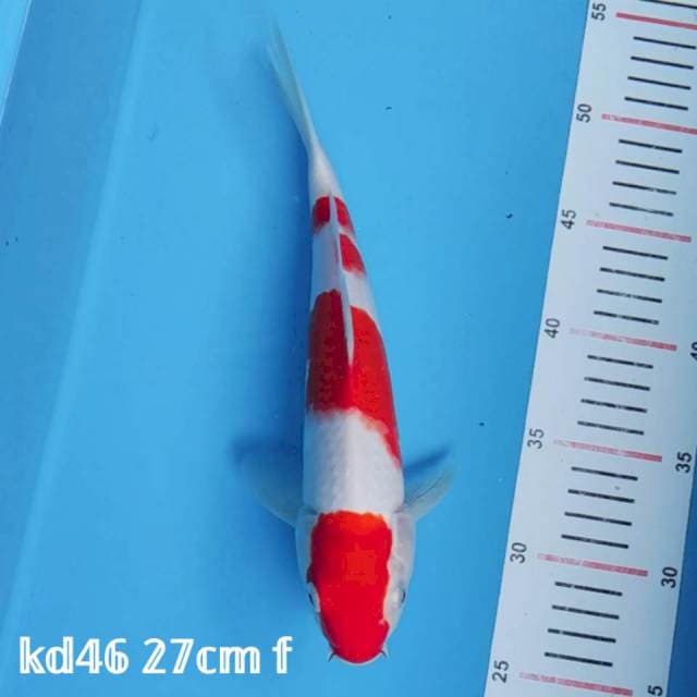 kohaku