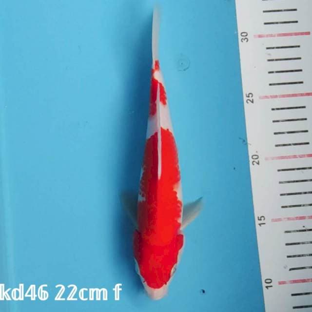 kohaku