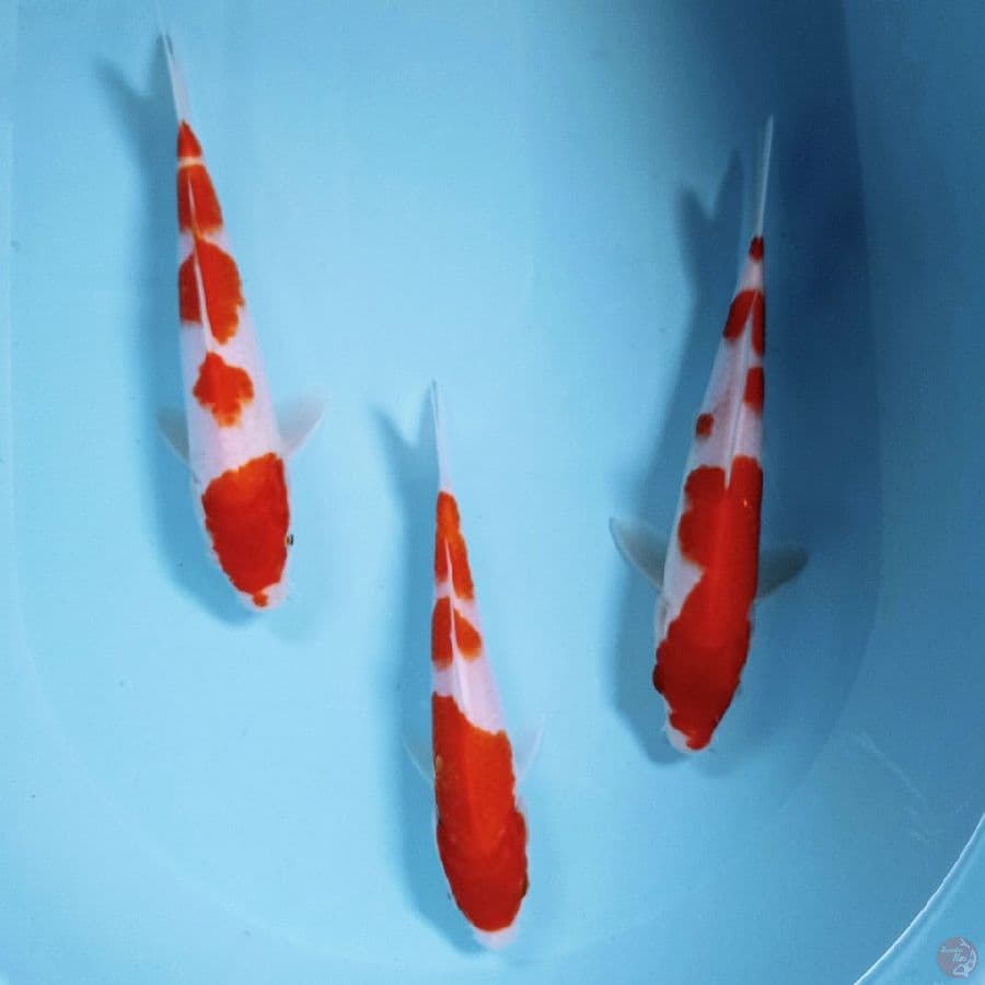paket kohaku, 21 - 25 cm