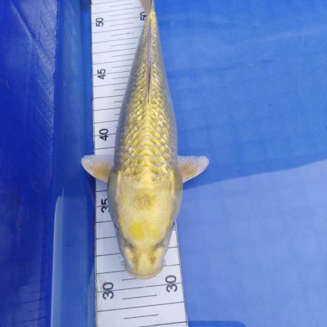 Mukashi ginrin 23cm