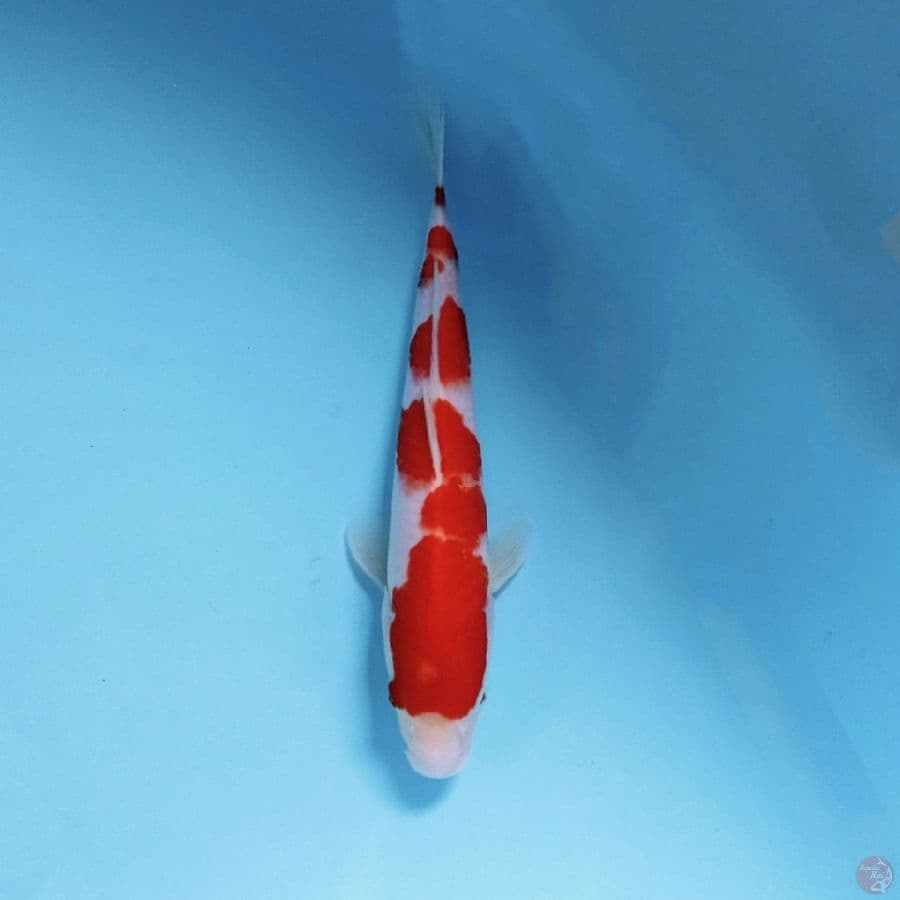 kohaku, 25 cm