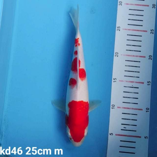 kohaku
