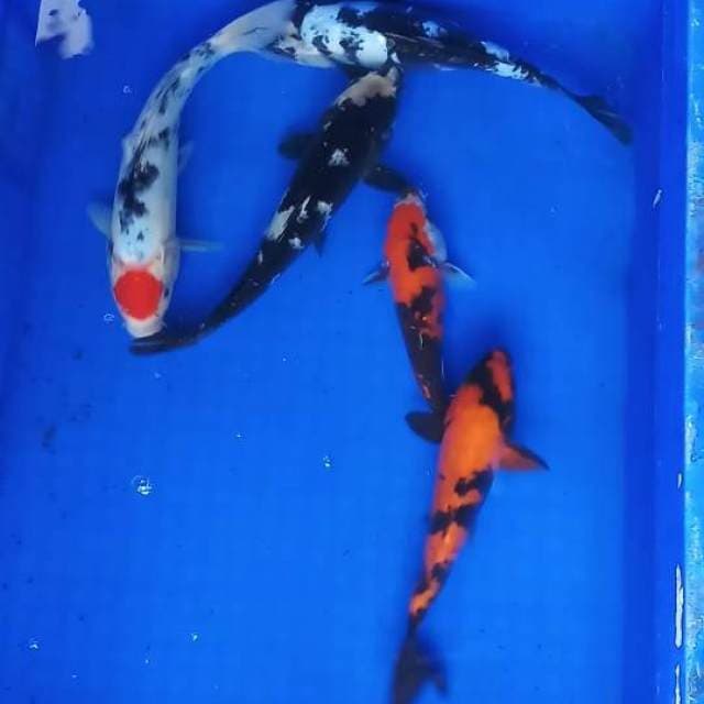 Mix koi