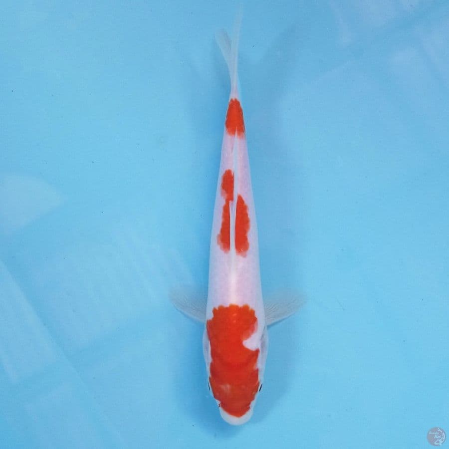 kohaku, 19 cm