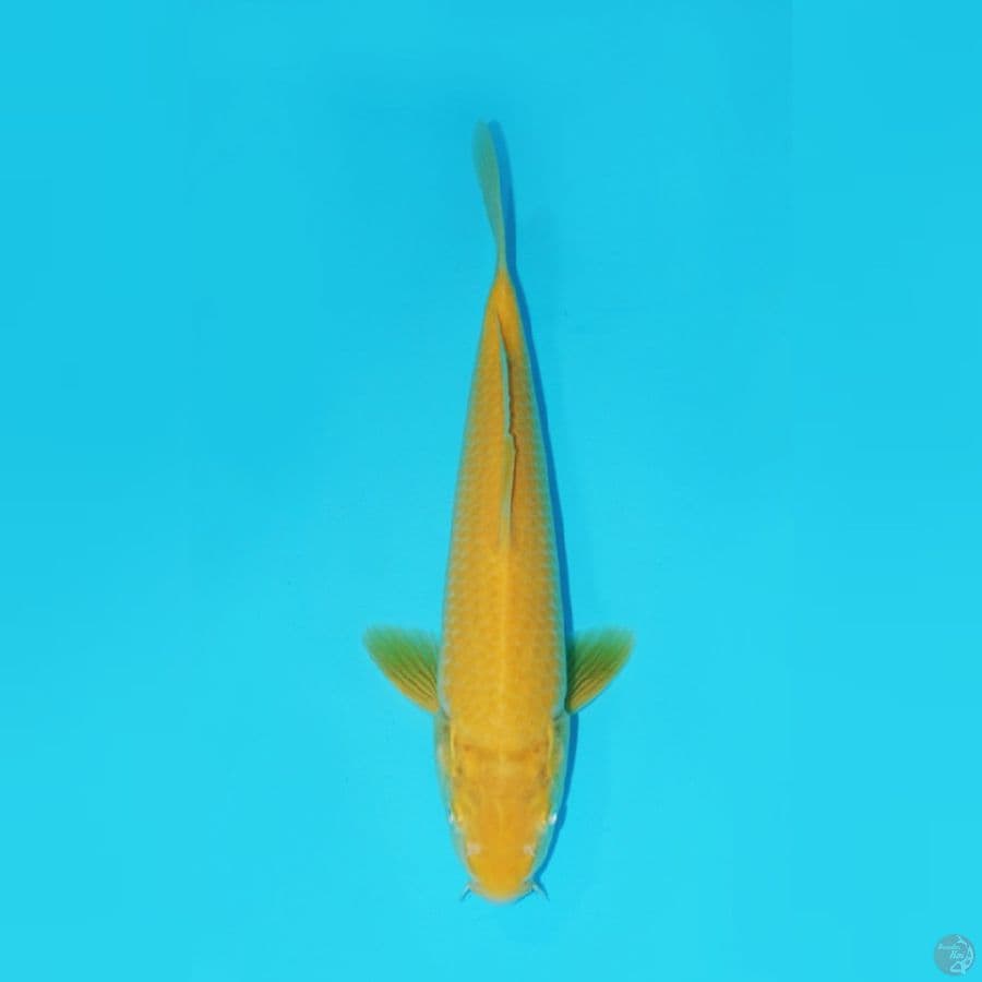 KARASHI, 30 CM