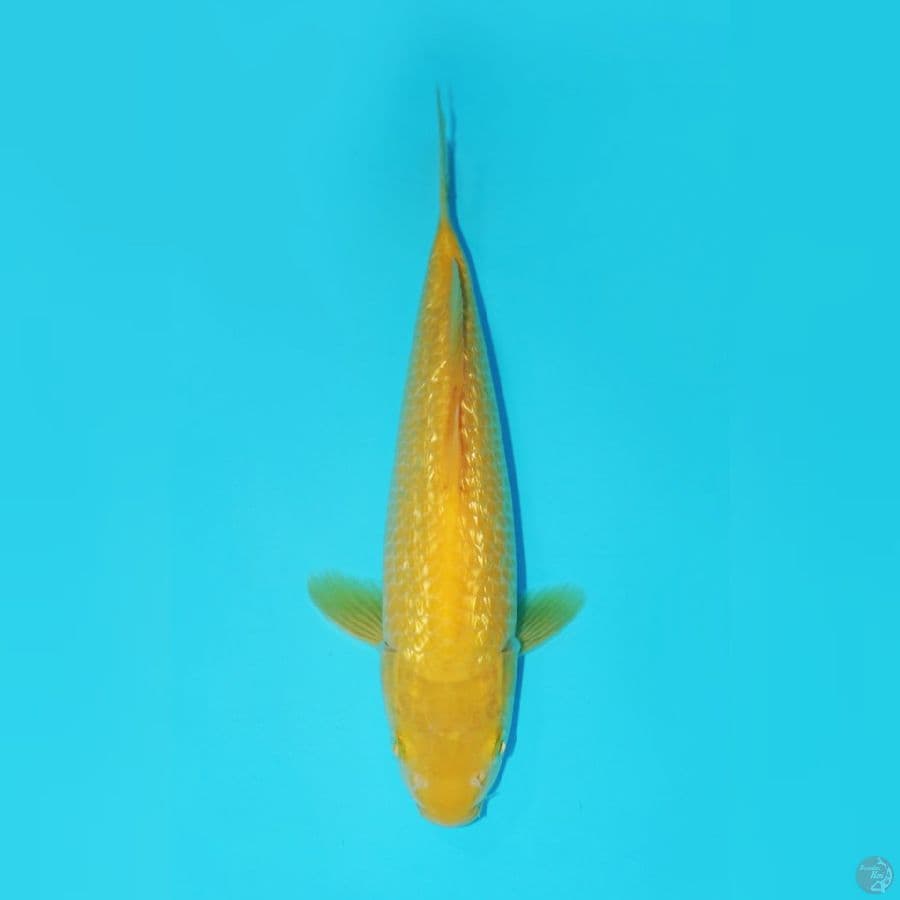 KARASHI GINRIN BULKY, 28 CM
