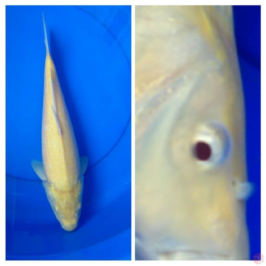 Red eye 40cm punuk Betina