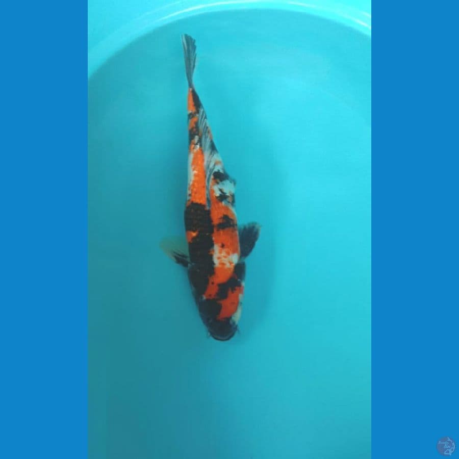 showa 37cm