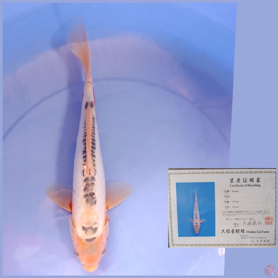 otsuka shusui