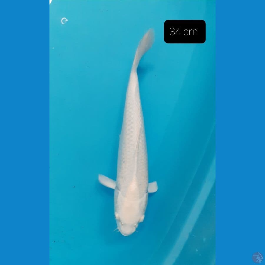 Platinum 34 cm