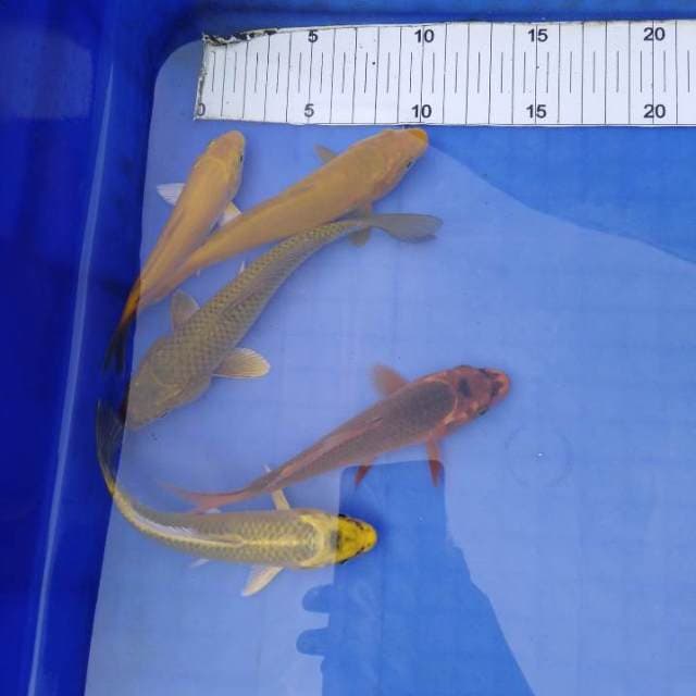 Penjinak kolam 12-15cm