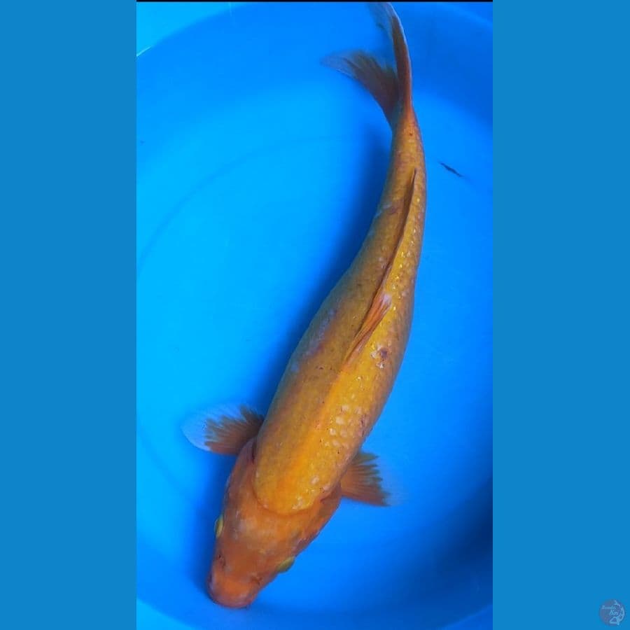 BENIGOI JUMBO 47 Cm