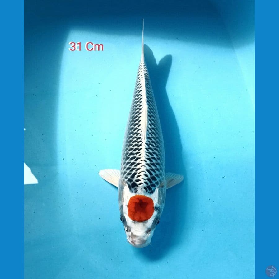 Tancho Kujaku 31 Cm