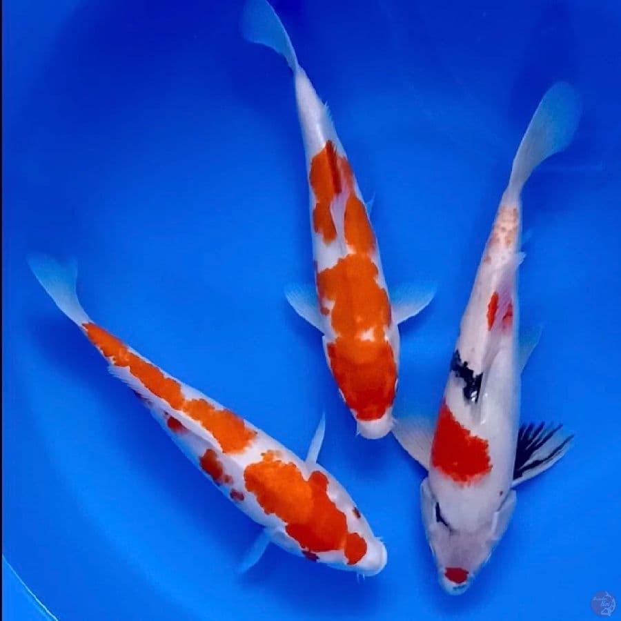kindai showa & kohaku 30-35cm