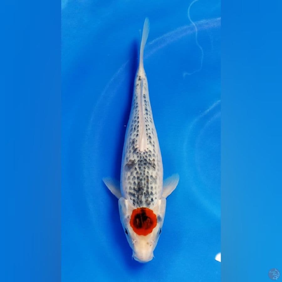 original 60/90 tancho goshiki 30cm male