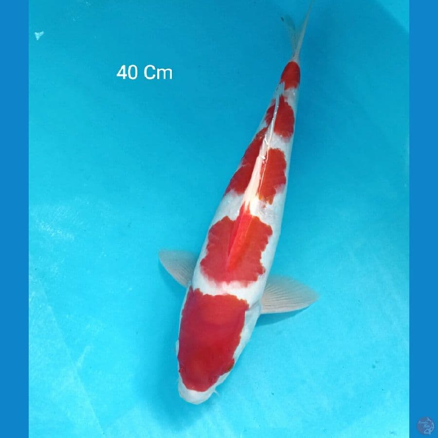 Kohaku, Male 40 Cm