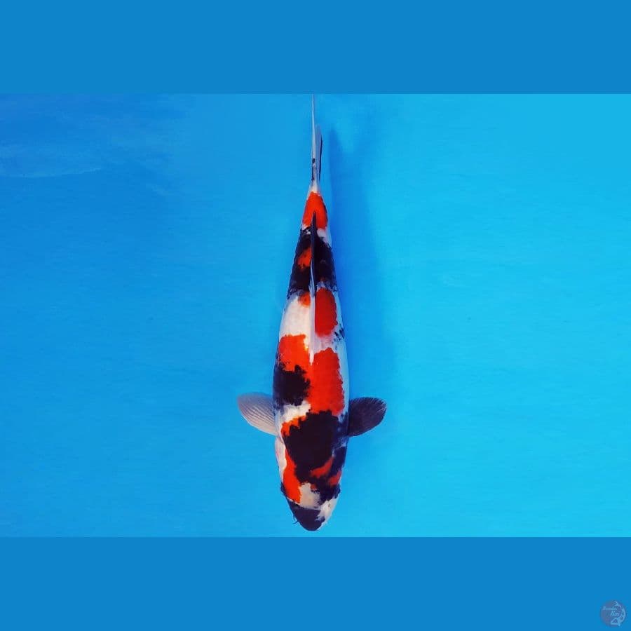 IWOJIMA 5 ~ SHOWA EVOLUTION 35 cm/male ™
