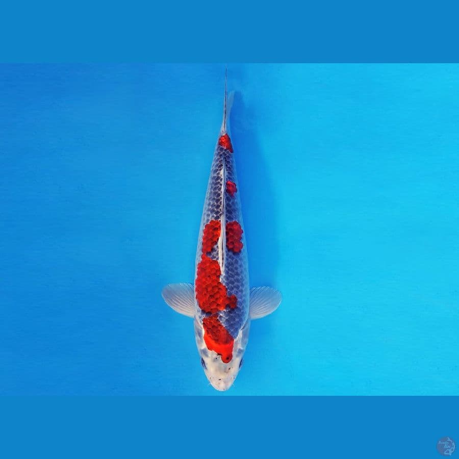 IWOJIMA 6 ~ GOSHIKI 38 cm/male ™
