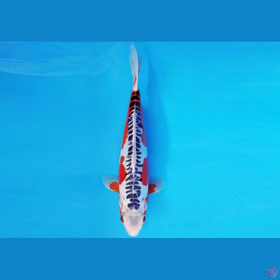 IWOJIMA 8 ~ SHUSUI 30 cm/fm ™