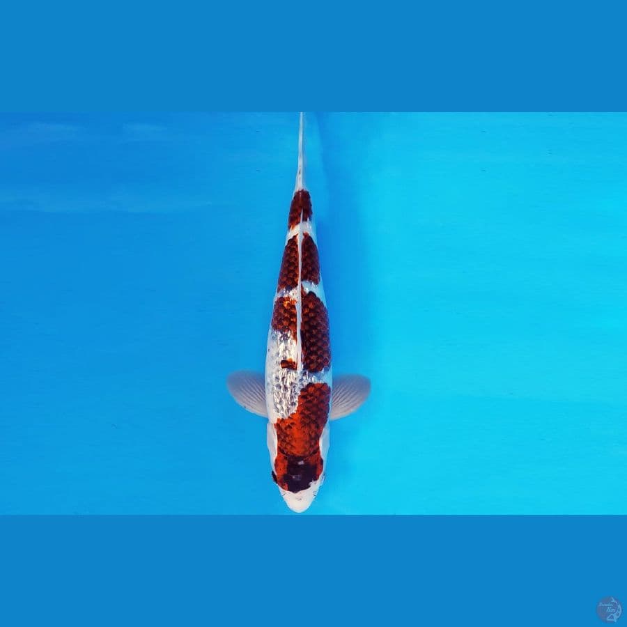 IWOJIMA 10 ~ GOSHIKI GOROMO 34 cm/male ™
