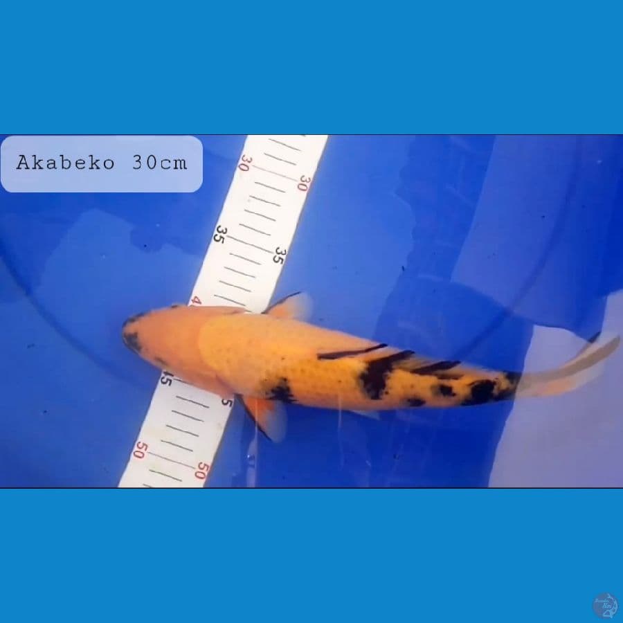 AKA BEKKO 30CM 100K