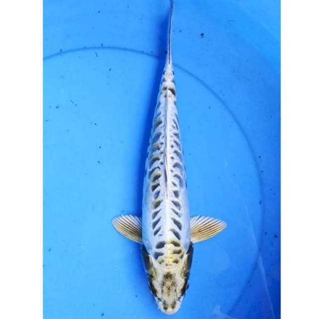 Kawarimono 34 cm