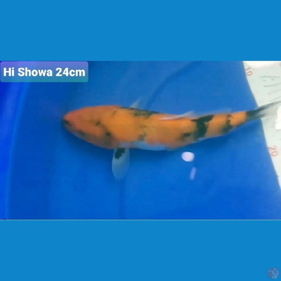 HI SHOWA 24CM 100K