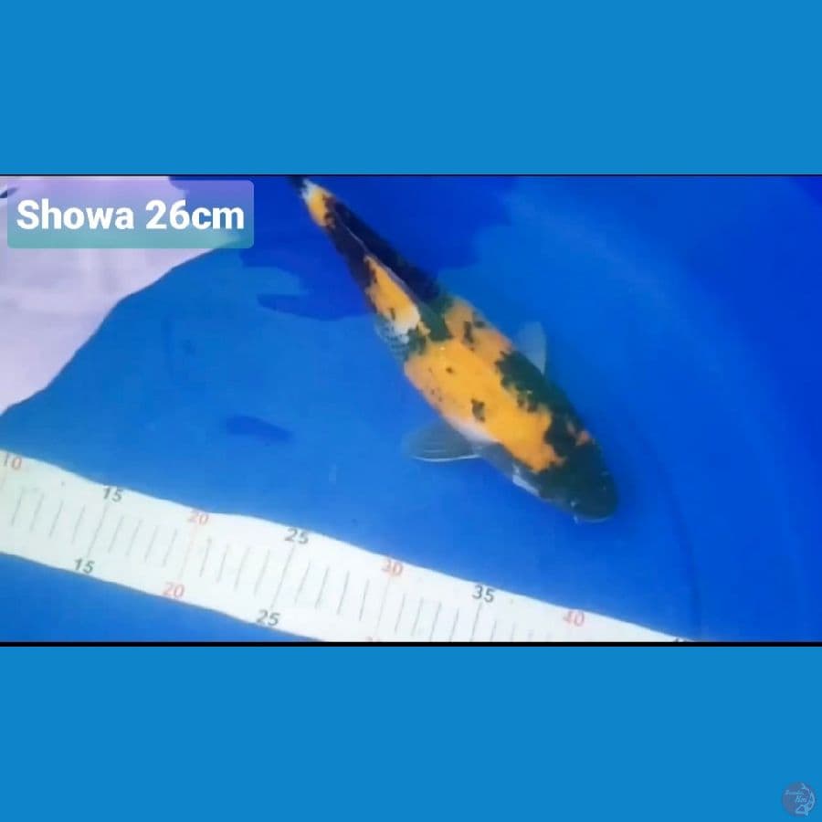 CANAYA KOI FARM -- SHOWA 26CM 100K