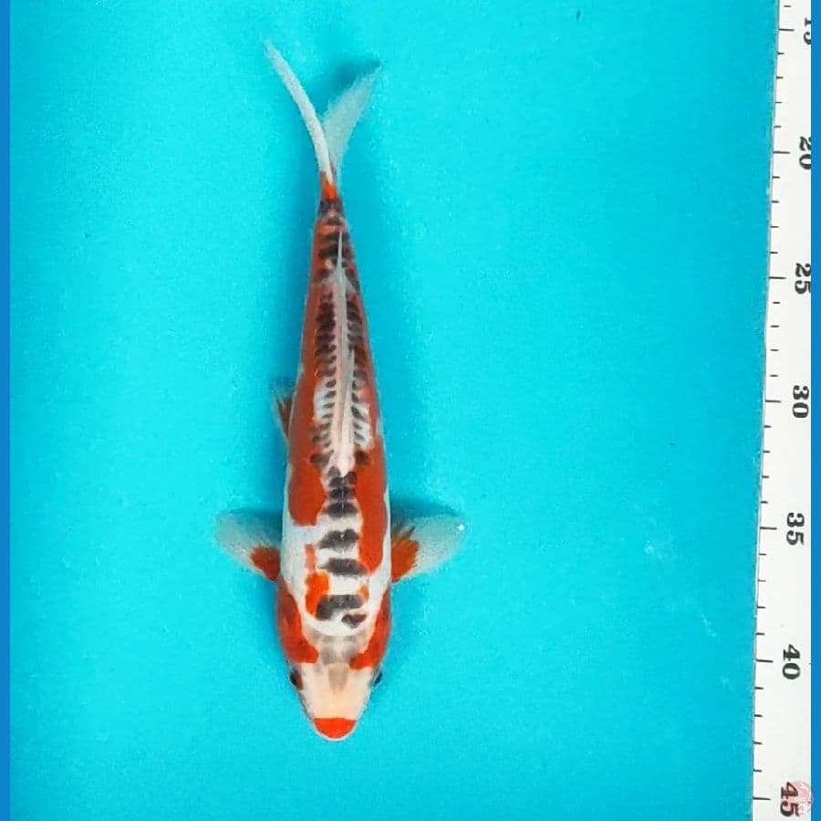 hana shusui 27cm