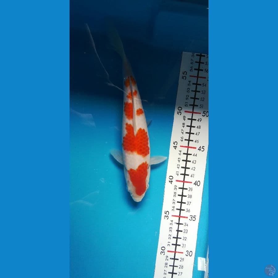 kohaku