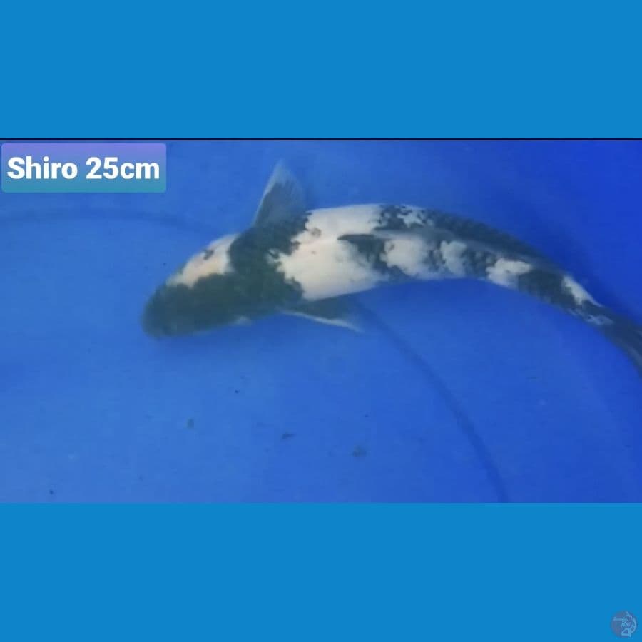 SHIRO 25CM 100K