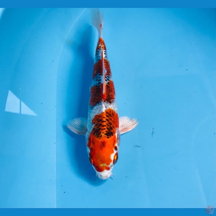 kujaku, 20 cm