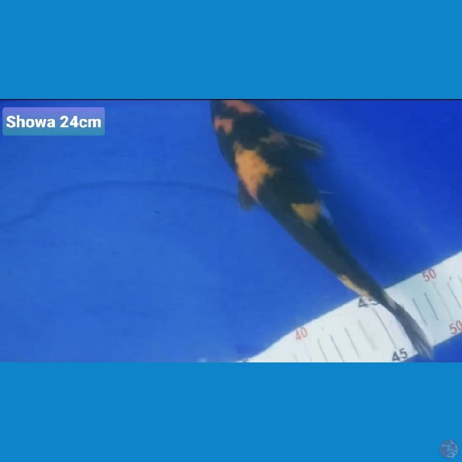 CANAYA KOI FARM -- SHOWA 24CM 100K