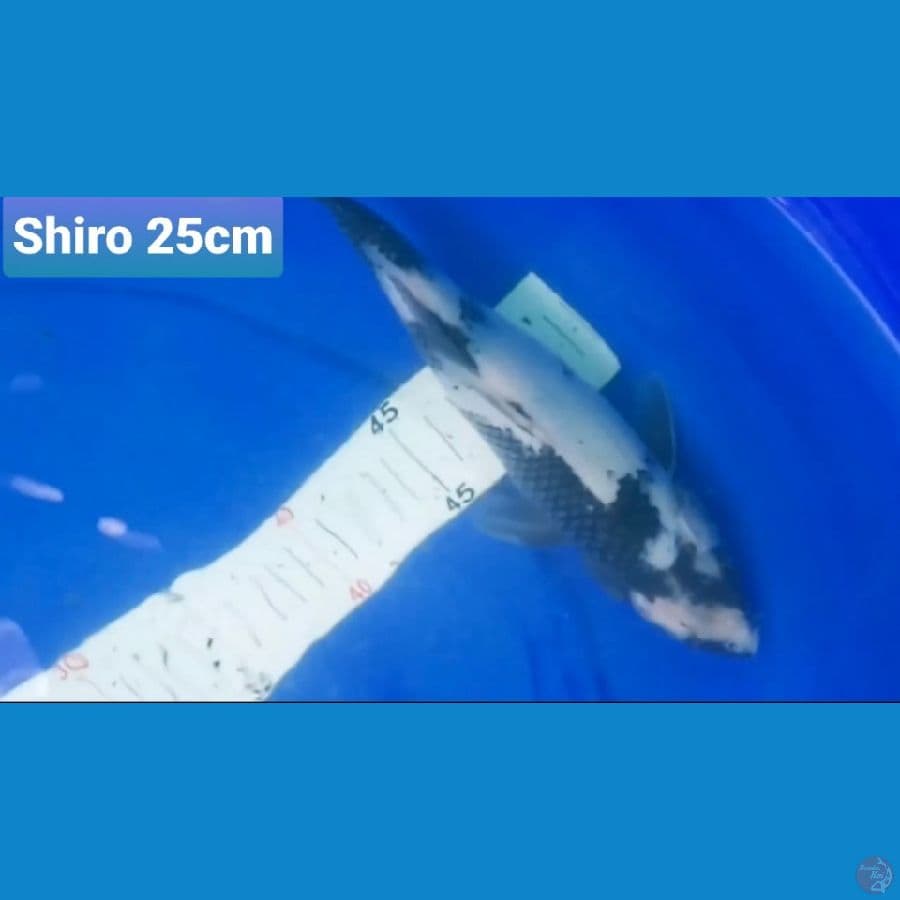 CANAYA KOI FARM -- SHIRO 25CM 100K