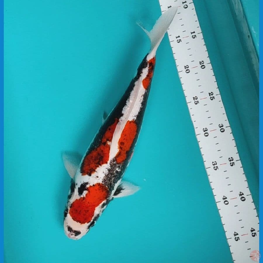 beni kumon 33cm
