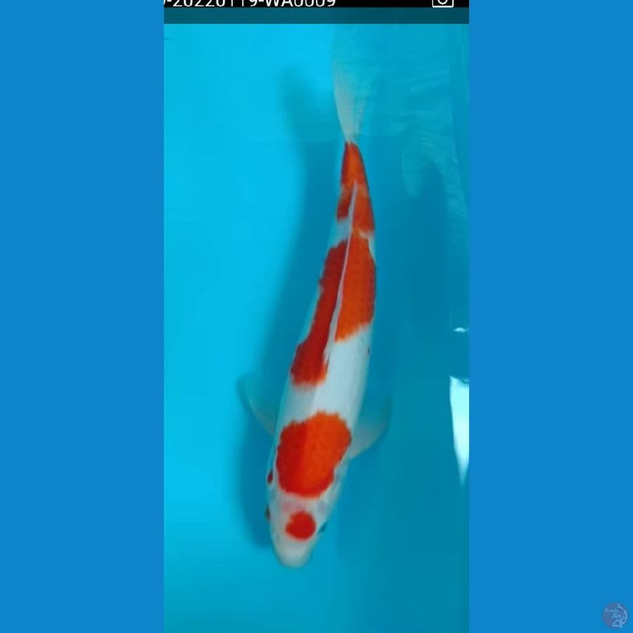 maruten kohaku 40 bu