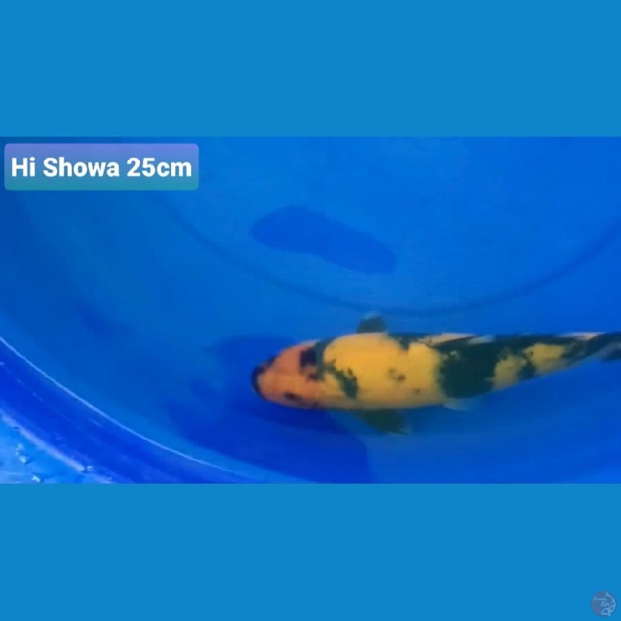 CANAYA KOI FARM -- HI SHOWA 25CM 100K