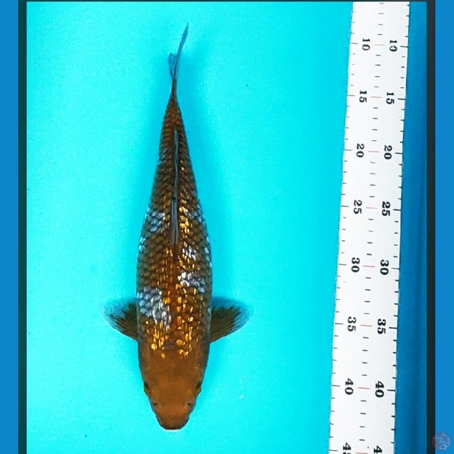 ochiba ginrin 33cm