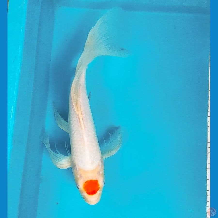 kumpay tancho kohaku 37cm male