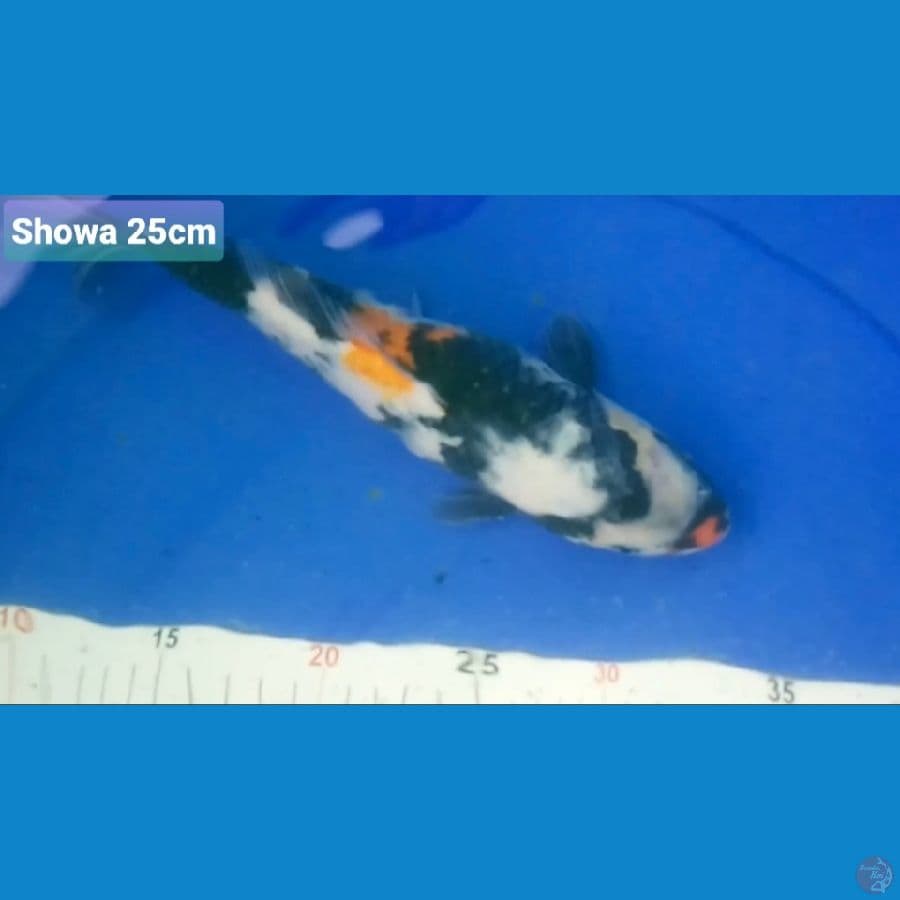 SHOWA 25CM 100K