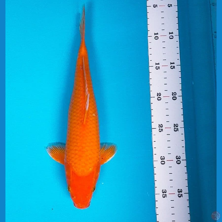 ogon 30cm