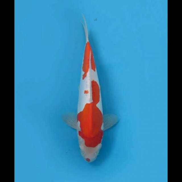 Kohaku Doitsu Murni 31cm Female Tosai