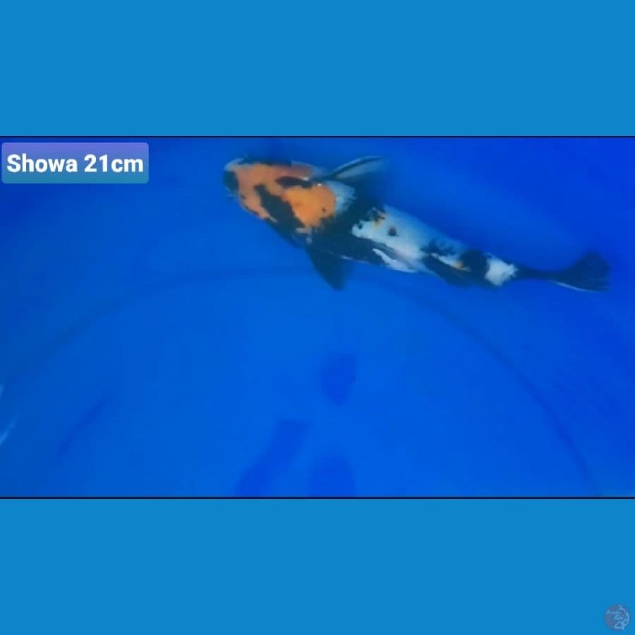 CANAYA KOI FARM -- SHOWA 21CM 100K